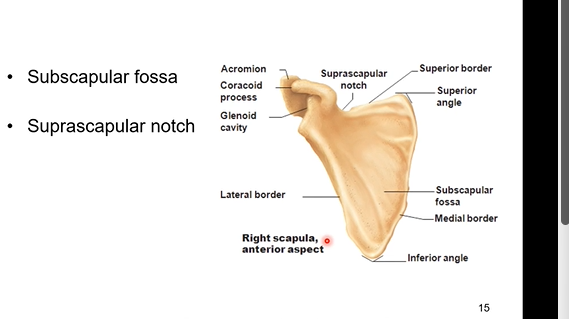 <p>Subscapular fossa-  it’s a depression. a muscle fits in there. the subscapularis  muscle</p><p>Suprascapular notch- good for blood supply and nerves to pass through </p><p></p><p>distinguishing feature is the subscapular fossa,</p><p></p>