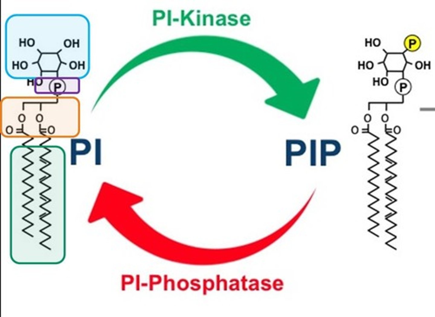 <p>Enzymes that phosphorylate phospholipids.</p>