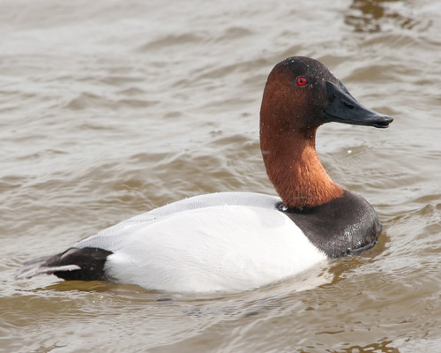 <p>Anseriformes Anatidae</p>