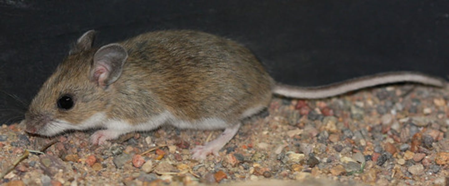 <p>One dominant Agouti allele, one recessive allele ,pheomelanin produce</p>