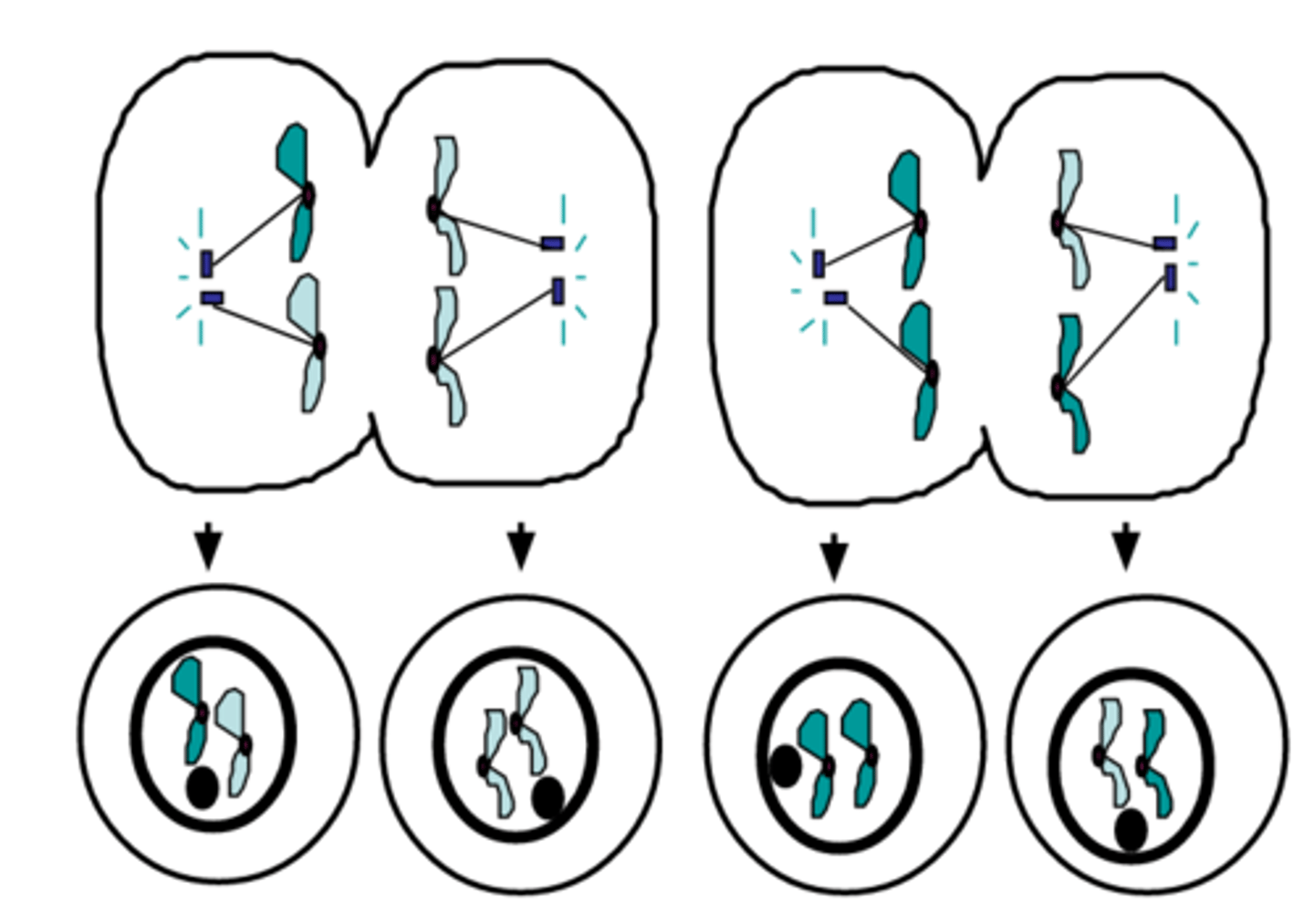 <p>The final stage of meiosis II in which cell division occurs resulting in four haploid cells; each containing half the number of chromosomes</p>