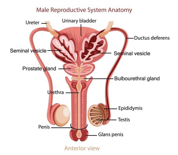 <p>Cowper’s gland (Bulbourethral gland) </p>