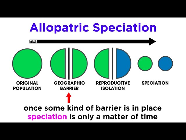 <p>Allopatry</p>