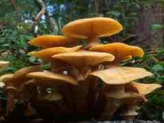 <p>Causes root rot</p>