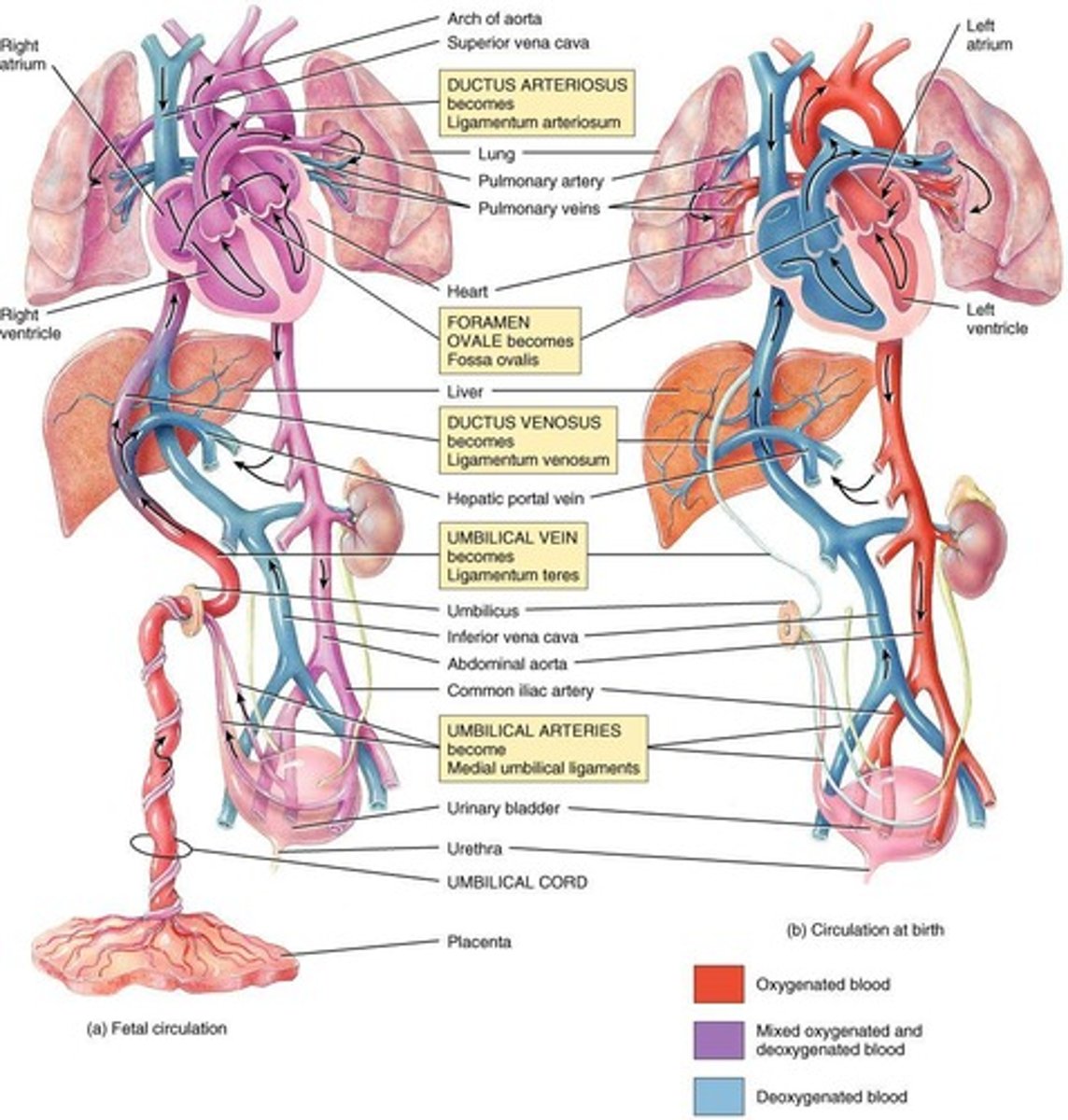 <p>The pathway of blood flow from the heart to the lungs and back, where blood is oxygenated and carbon dioxide is removed.</p>