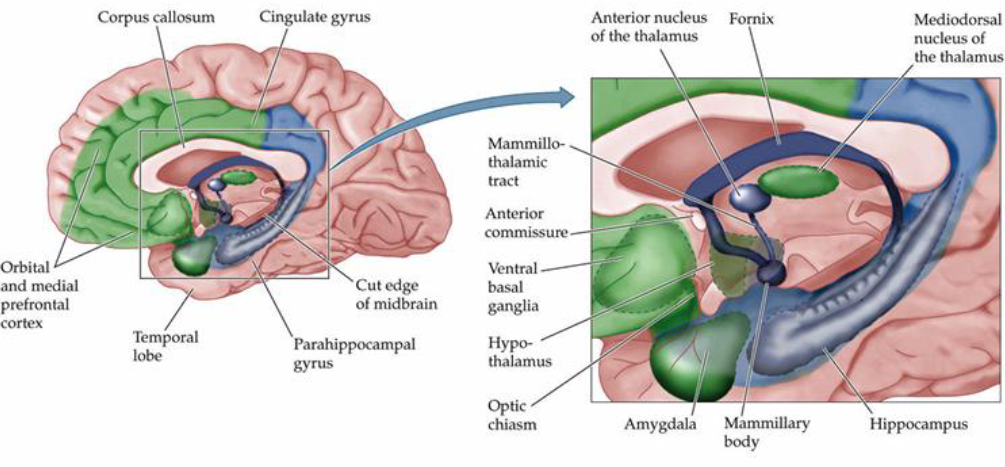 <p>Limbic System…</p><ul><li><p>Amygdala, anterior cingulate cortex, anterior insula, autonomic nervous system</p></li></ul><p></p>