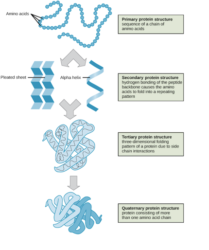 <ul><li><p>proteins form local interactions through hydrogen bond networks to form secondary structures </p></li><li><p>then interaction between residues distant in the primary sequence produce tertiary and quaternary structures which fold the protein more </p></li><li><p>the quaternary structure is the interaction between 2 or more polypeptide chains </p></li><li><p>many interaction occur in order o find the most stable conformation </p></li></ul><p></p>
