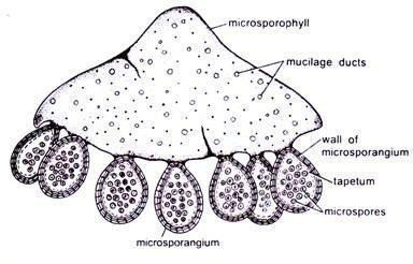 <p>Produced on microsporophyll in gymnosperms.</p>