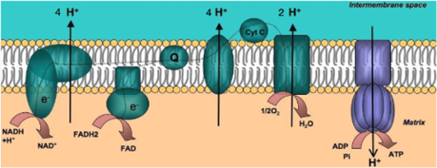 <p>Taigi visoje kvėpavimo grandinėje elektronams einant audinių kvėpavimo grandine nuo NADH protonai pumpuojami į tarpmembraninę ertmę trijose vietose - per I, III ir IV kompleksus. Nuo FADH2 dviejose vietose - per III ir IV kompleksus. Jeigu kuris nors audinių kvėpavimo grandinės kompleksas yra slopinamas, tai elektronų srautas toje vietoje nutrūksta.</p>