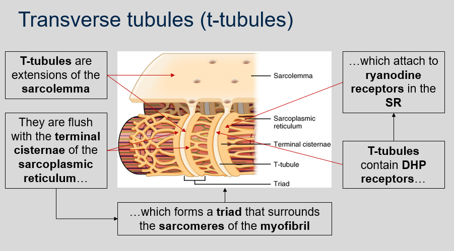 <p>T-tubules are extensions of the sarcolemma that are flush with the terminal cisternae of the sarcoplasmic reticulum, which forms a triad that surrounds the sarcomeres of the myofibril, and they contain DHP receptors that attach to ryanodine receptors in the SR. This coupling allows for the release of calcium ions from the sarcoplasmic reticulum into the cytosol of the muscle fiber, which triggers muscle contraction.</p>