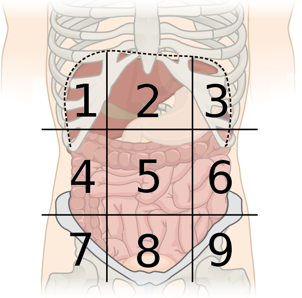 <p>Umbilical region</p>