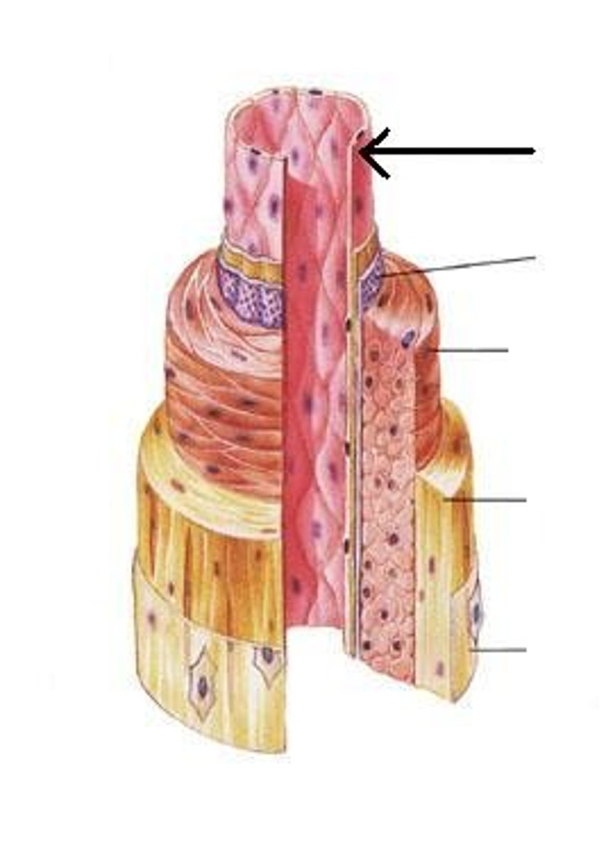 <p>Is is the layer closest to the blood.</p>