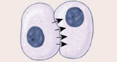 <ul><li><p>Uses gap junctions (connect cytoplasm directly), one cell to another cell.</p></li><li><p>Small things like ions, small solutes, and lipid-soluble materials can go through (sugars, amino acids)</p></li><li><p>Effects distributed to similar adjacent cells</p></li><li><p>Rare, highly specialized</p></li><li><p><strong>Ex: cardiac myocytes (muscle cells)</strong></p></li></ul><p></p>