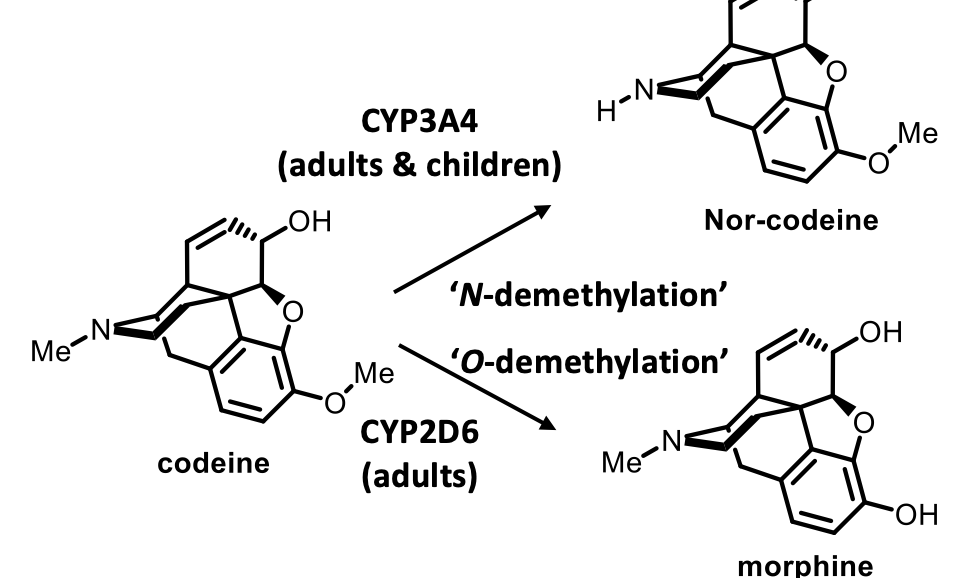 <p>age of patient matters as metabolism varies between children and adults</p><p><span>Drugs with very different structures can be metabolised by the same enzyme</span></p><img src="https://knowt-user-attachments.s3.amazonaws.com/09895f0c-08e2-4723-85f9-73c2b84f9d87.png" data-width="100%" data-align="center"><p></p>