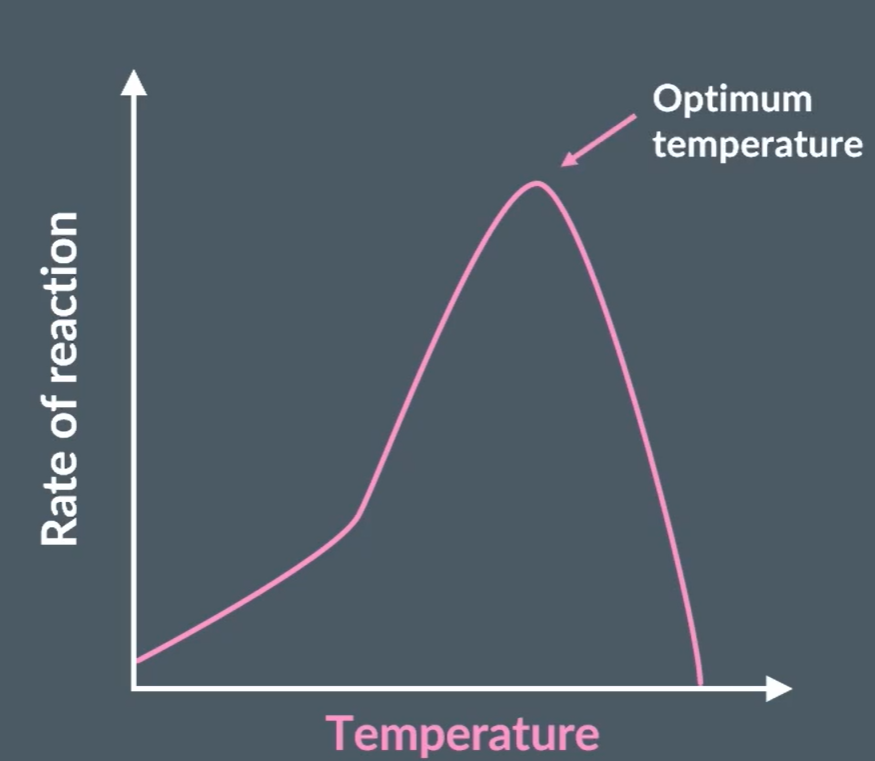 <p>As the temperature increases the rate of reaction increases as there are more frequency of enzyme and substrate colliding in correct orientation, forming more enzyme-substrate complexes. After, optimum temperature the shape of the active site changes no longer binding to the substrate. This is because the bonds in the tertiary structure of the enzyme (disulfide, ionic and hydrogen bonds) are broken.</p>