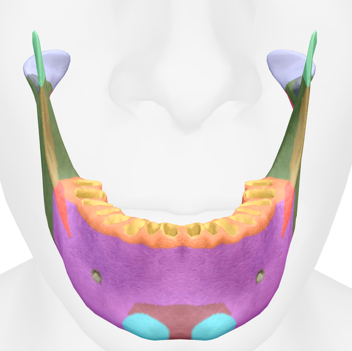<p>side point off the triangle project of the mandible </p>