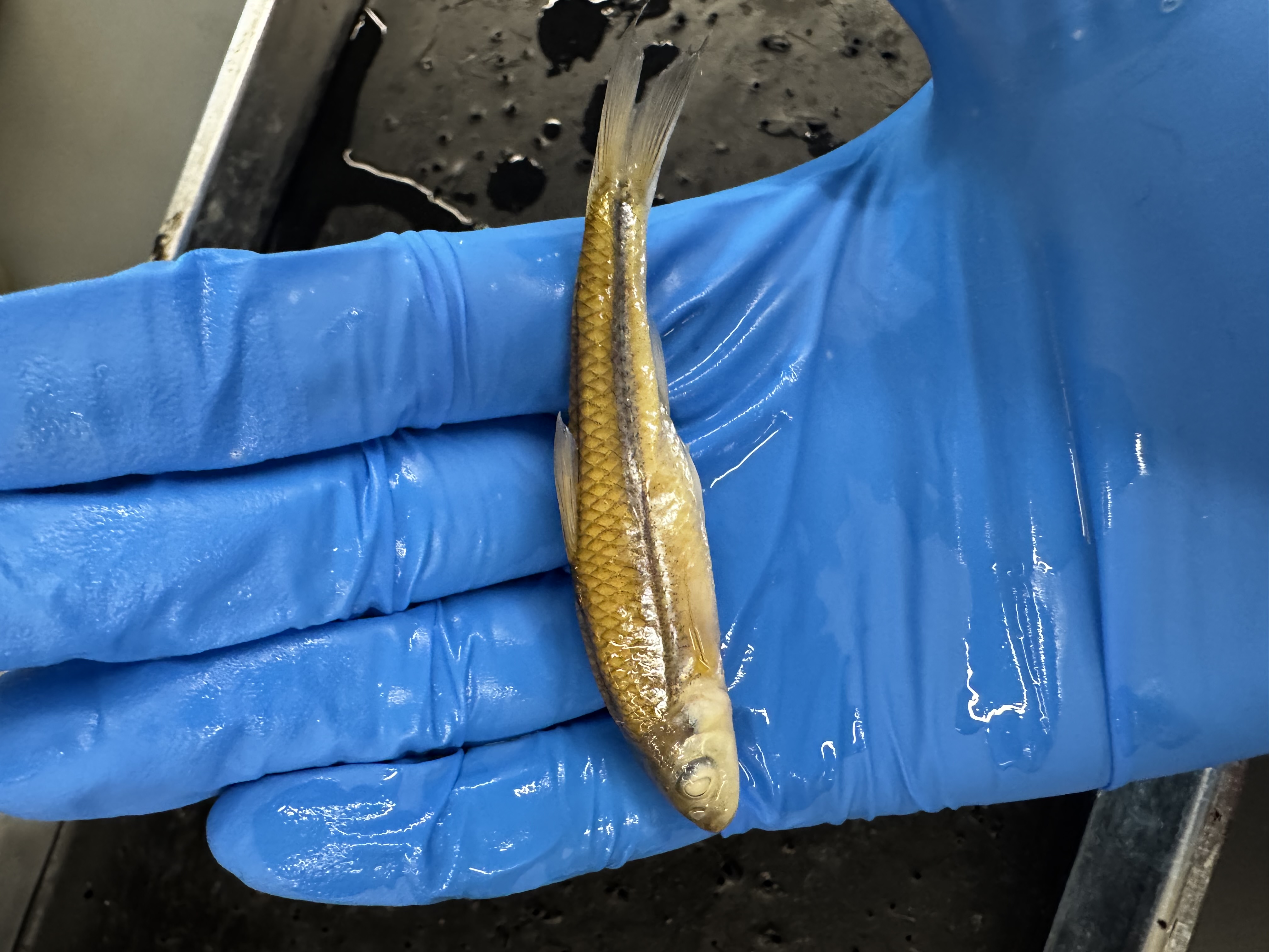 <p>Family:</p><p>Species:</p><p>Scientific:</p>