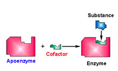 <p>cofactors</p>