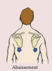 <p>Abaissement de la scapula de l’articulation scapulo-thoracique</p>