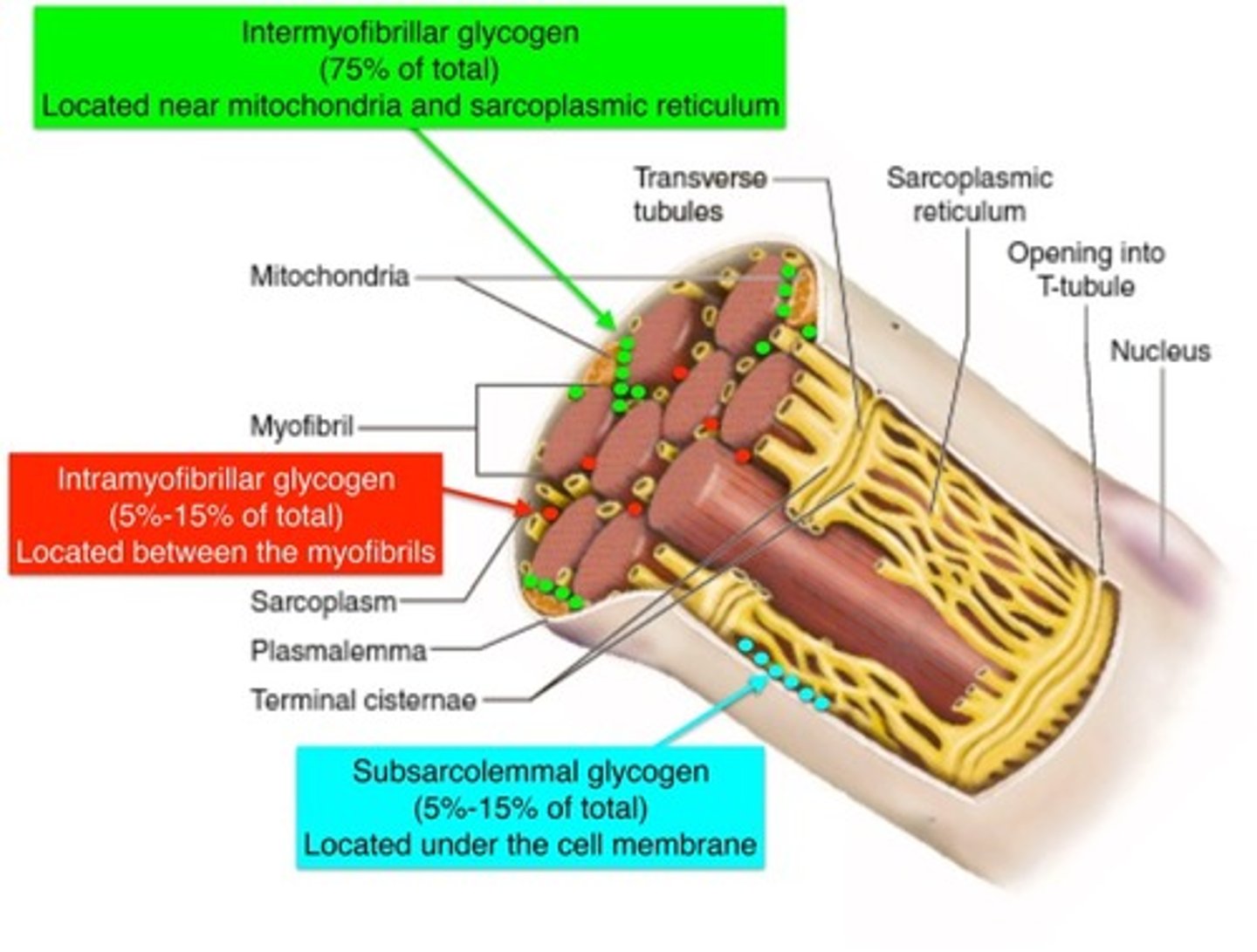 <p>stored in sarcoplasm as a source of energy for the muscle cell</p>
