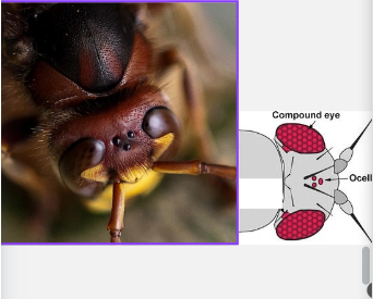 <p><strong>Ocelli</strong> and </p><p><strong>Compound eye</strong></p>
