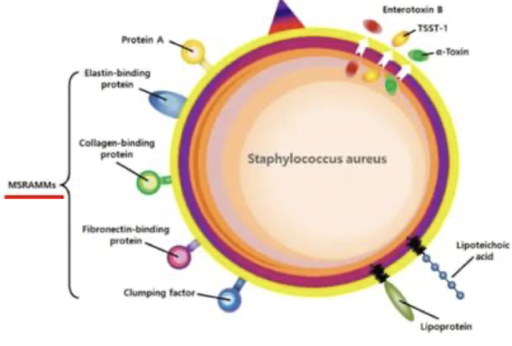 <p><strong>Microbial Surface Components Recognising Adhesive Matrix Molecules (MSCRAMMs) </strong>that enable bacteria to bind to ECM components.</p>