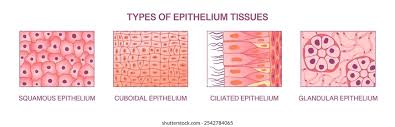 <p>Glandular epithelium</p>