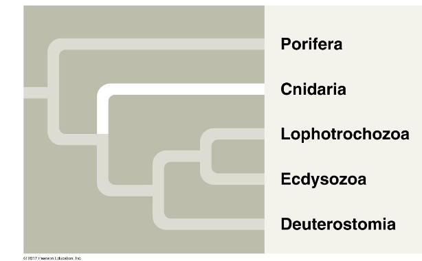 <p>Phylum of Eumetazoans “True animals”; have embryonic germ layers</p>