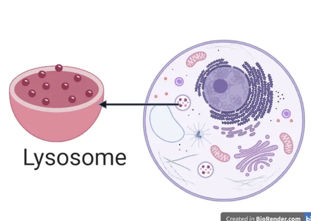 <p>Known as the “suicide sac”, has digestive enzymes that break things down, digestive enzymes come out and kill it </p>