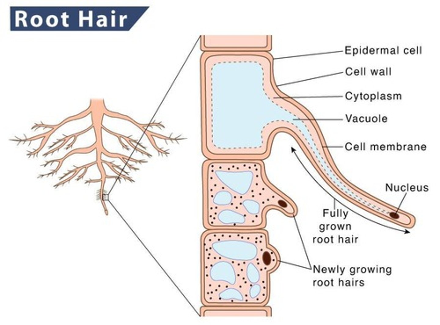 <p>Ectomycorrhizae (ECM) and Arbuscular mycorrhizae (AM).</p>