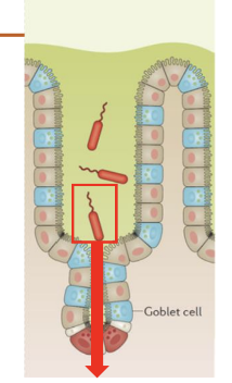 <p>Staphylococcus aureus exploits skin barrier defects; <strong>Salmonella Typhi can swim through mucus to invade epithelial cells and replicate.</strong></p>