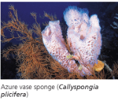 <p>Name one or more traits you can observe to distinguish the identity of <span>Porifera</span></p>