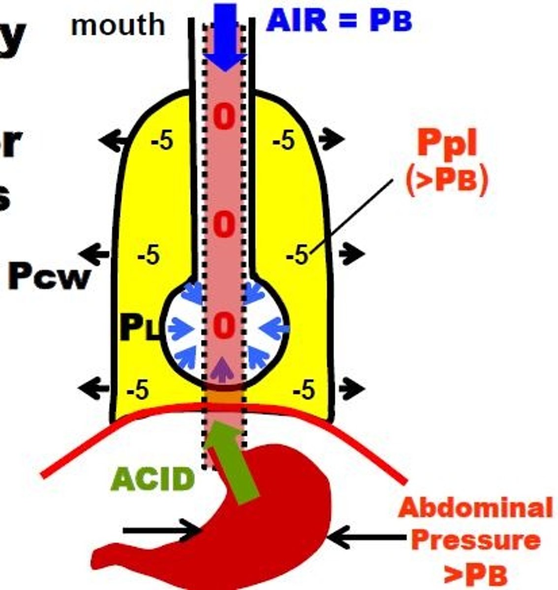 <p>-Passes through the pleural space between the lungs and inner thoracic wall<br>-Because of the <strong>negative (&lt;PB) intrapleural</strong> pressure (Ppl), [pressure created by the opposing passive elastic recoil forces of the lungs and chest wall], there is a <strong>constant pressure gradient</strong> favoring the entry of <strong>Air</strong> (=PB) and <strong>Acid</strong> gastric contents (Abdominal Pressure &gt;PB) into the esophagus.</p>