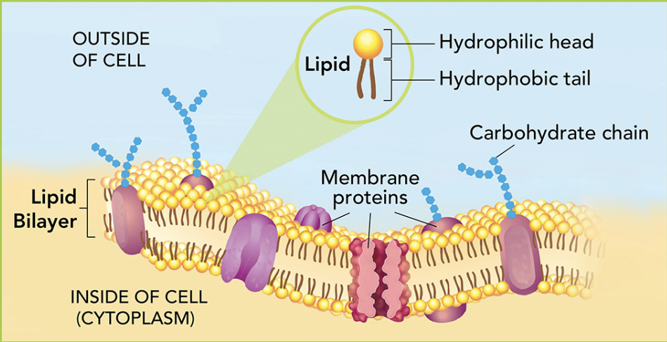 <p>separates the inside of a cell from its surroundings, is semi-permeable and made of phospholipids, is thin and flexible and surrounds all cells, regulates what enters and leaves the cell</p>