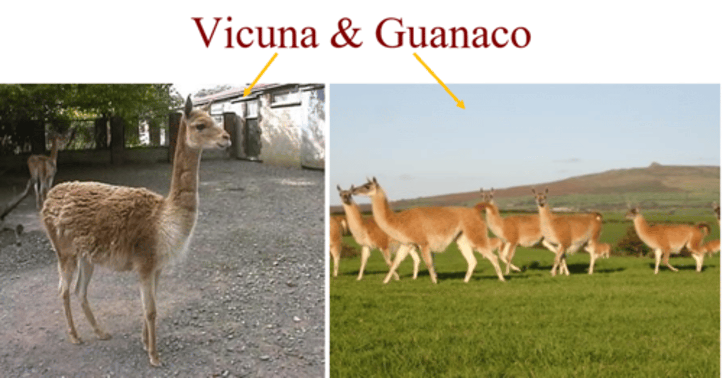 <p>-Alpacas</p><p>-Llamas</p><p>-Vicuna</p><p>-Guanaco</p>