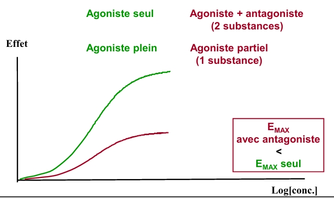 <p>agoniste + antagoniste: pas de compétition, l’antagoniste se fixe de manière non conversible, la courbe va donc chuter, les effets diminuent (correspond aux places que l’antagoniste occupe et qu’on ne sait pas chasser)</p><p>agoniste partiel: effet maximum déclenché inférieur à celui de l’agoniste plein (stimule le système au maximum)</p>
