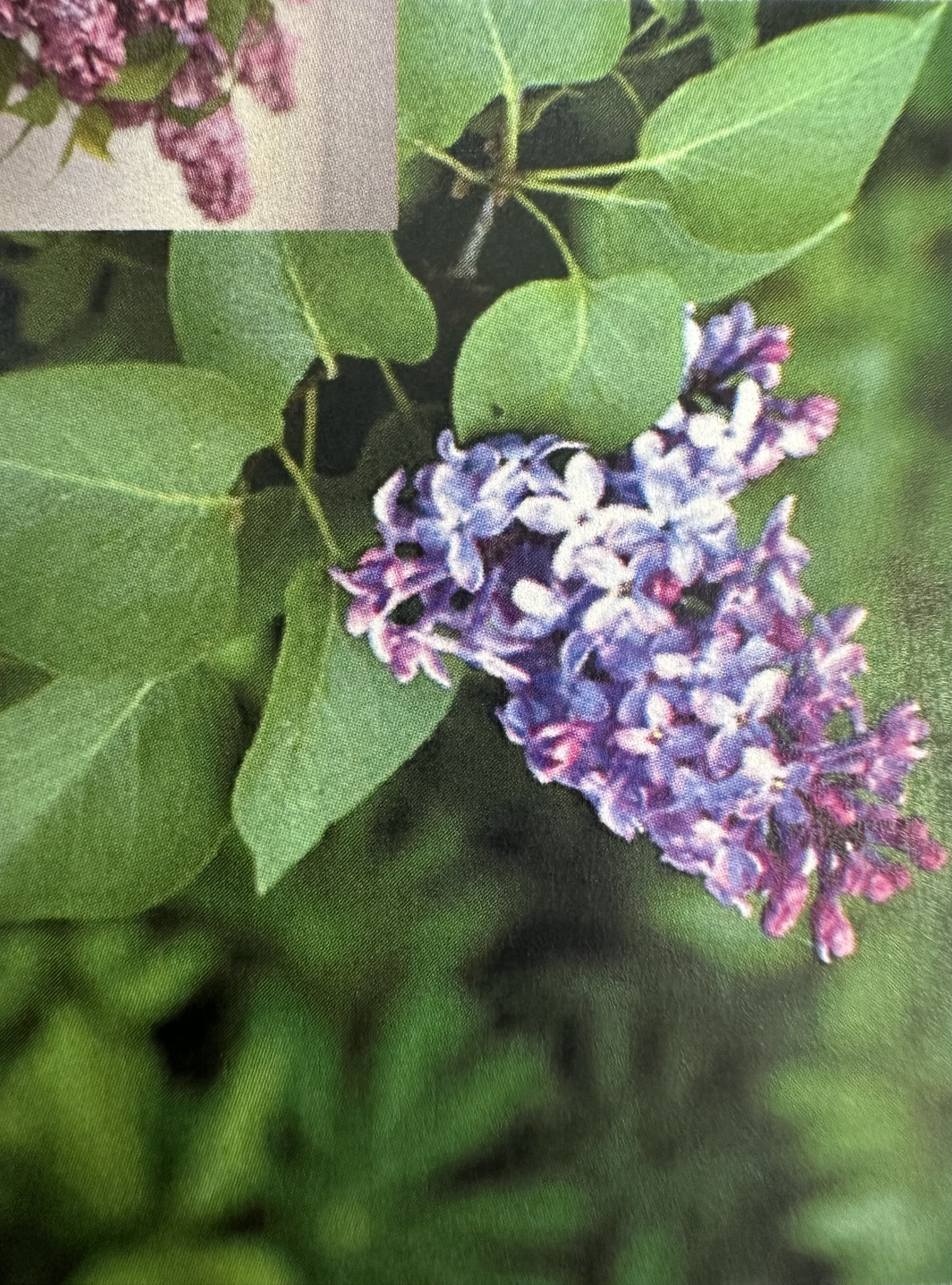 <p>Syringa vulgaris </p>