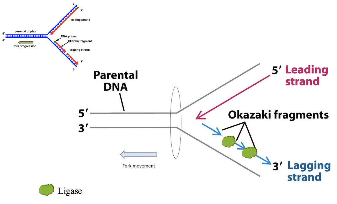 <p>ligase</p>