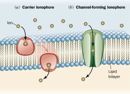 <p>Proteins that span the membrane and form pores  through which ions can diffuse </p>