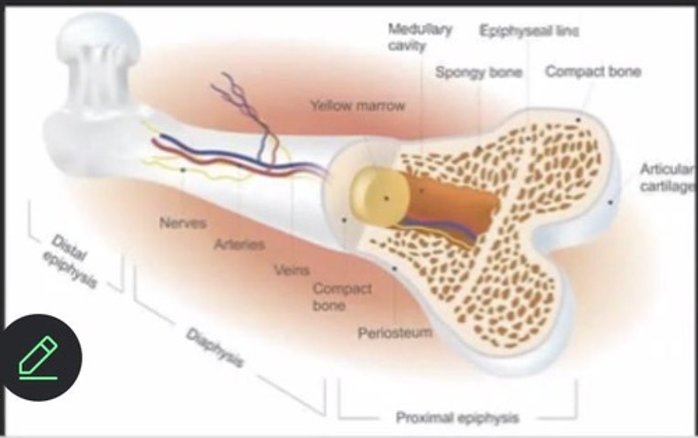 <p>Ends of long bones, contains articular cartilage.</p>