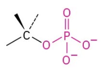 <p>ex: Methyl phosphate</p>