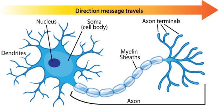 <p>Fill in the blank: Motor neurons are responsible for carrying signals from the brain and spinal cord to _________.</p>