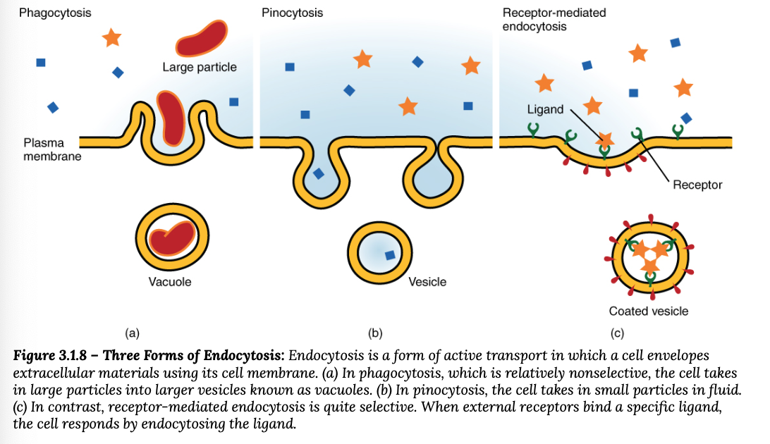 <p>Process of cell ingesting material by enveloping it in a portion of its cell membrane, and then pinching off that portion of membrane</p><p>Once pinched off, the portion of the membrane and its contents become an independent, intracellular vesicle</p>