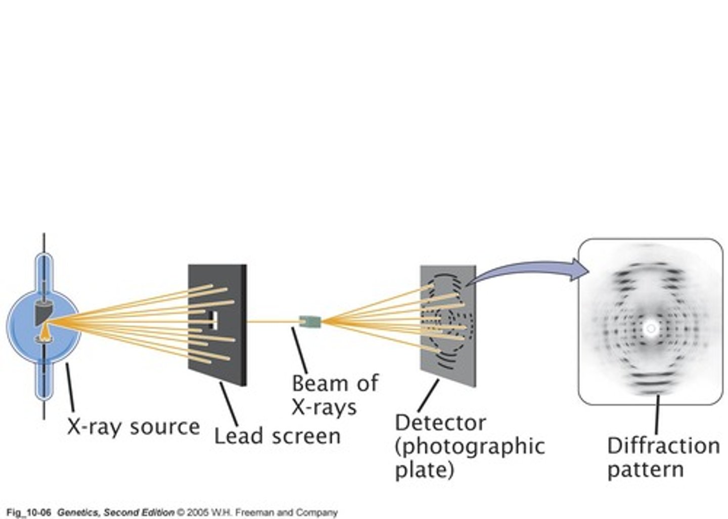<p>It suggests a helical structure with a periodicity of 3.4 angstroms.</p>