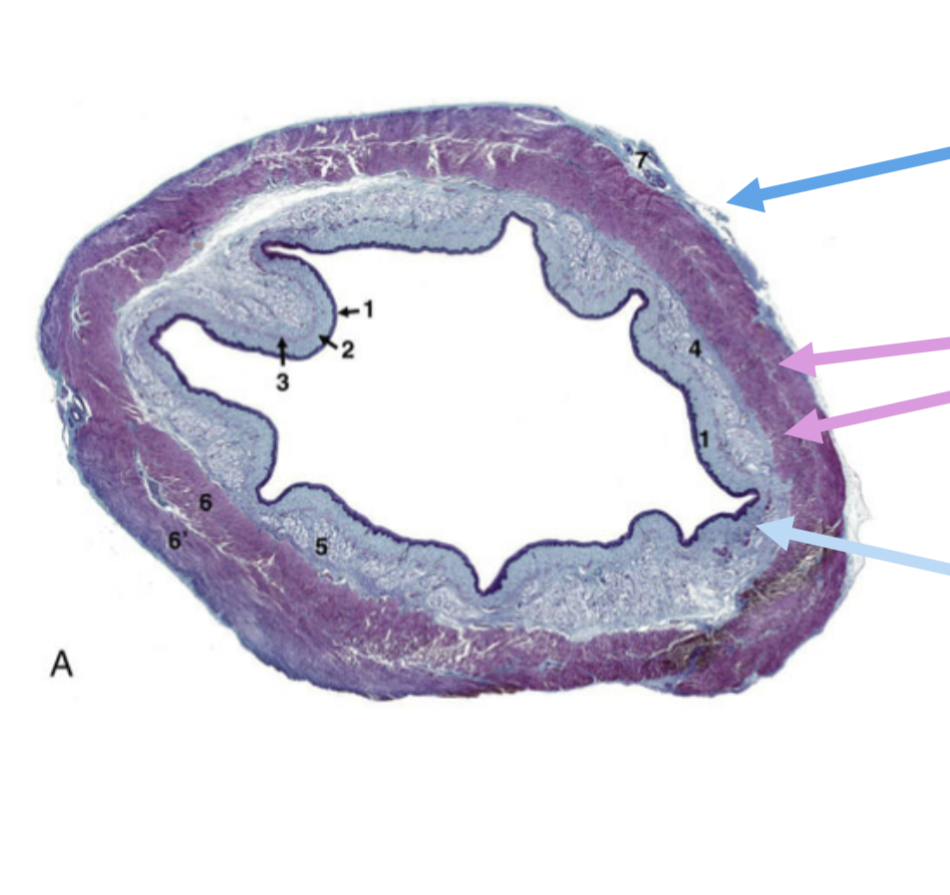 <p>What is represented by the 1 within the Inner mucosal layer? 3? 4/5?</p>