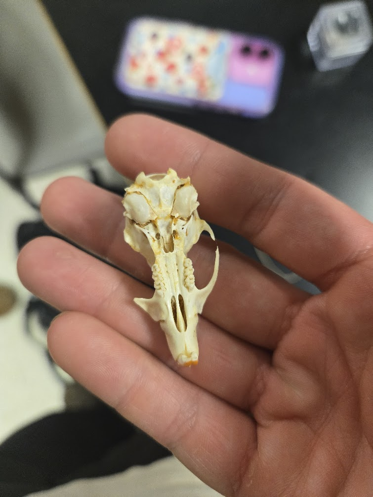 <p><span><span>▣ Dental Formula</span></span><br><span data-name="black_medium_square" data-type="emoji">◼</span><span><span> 1 0 0 3 = 16 teeth</span></span><br><span data-name="black_medium_square" data-type="emoji">◼</span><span><span> 1 0 0 3</span></span><br><span><span>▣ 3 cheek teeth</span></span><br><span><span>▣ Huge infraorbital foramen</span></span><br><span><span>▣ Parallel ridges that begin</span></span><br><span><span>at post orbital process and</span></span><br><span><span>extend to back of skull</span></span><br><span><span>▣ Long narrow incisive</span></span><br><span><span>foramen</span></span><br><span><span>▣ Skull is long and narrow</span></span></p>