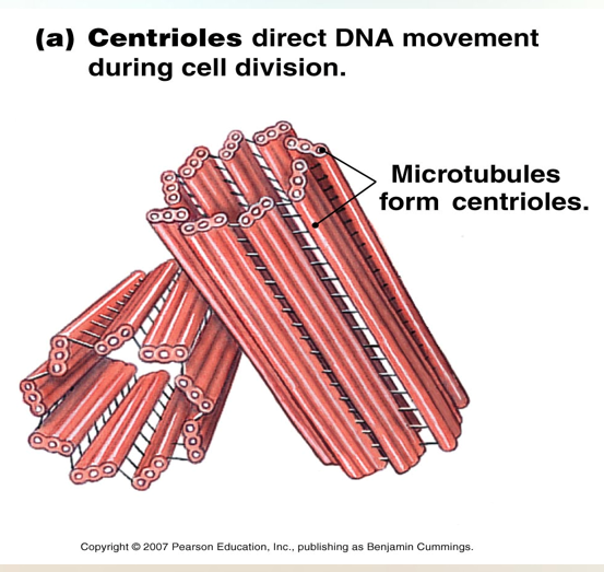 <p>Centrioles&nbsp;</p>
