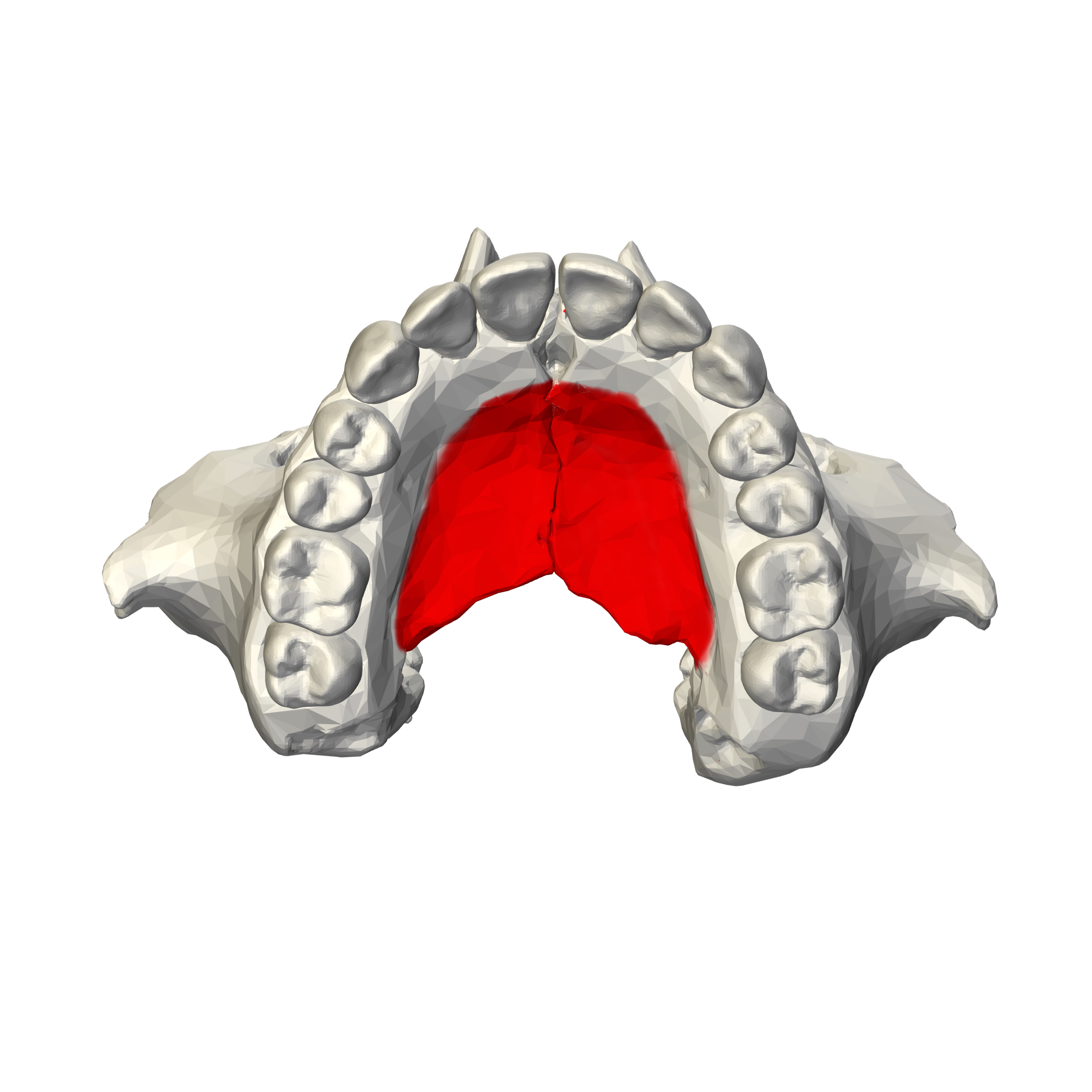 <p>Skull Landmark: (Bumps on roof of mouth)</p>