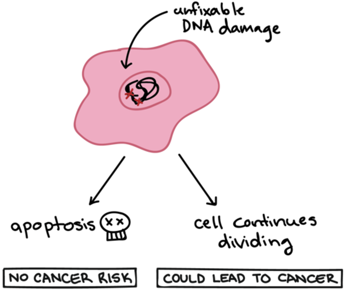 <p>Using apoptosis to remove cells with damaged DNA prevents that damaged DNA from being passed on to daughter cells. In particular, some DNA damage may cause cancer, which would result in the rapid growth of cells with damaged DNA. Not good!</p><p>Put simply, we want to remove damage and prevent it from spreading.</p>