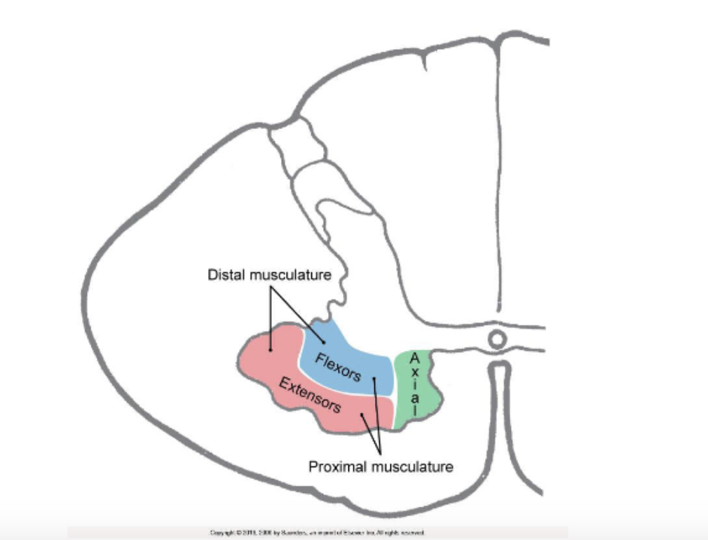 <ul><li><p><strong><u>***flexor-extensor rule:</u></strong></p><ul><li><p><strong><u>flexor LMNs: located posteriorly</u></strong></p></li><li><p><strong><u>extensor LMNs: located anteriorly</u></strong></p></li></ul></li><li><p><strong><u>***proximal-distal rule:</u></strong></p><ul><li><p><strong><u>LMNs innervating proximal muscles are located medially</u></strong></p></li><li><p><strong><u>LMNs innervating distal muscles are located laterally</u></strong></p></li></ul></li></ul><p></p>